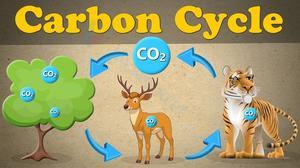 Exploring Carbon Cycle Dynamics