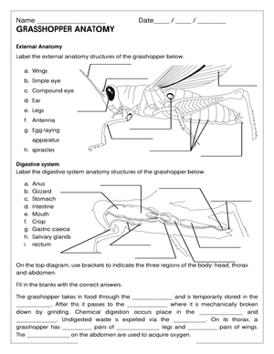 Grasshopper Anatomy Worksheet