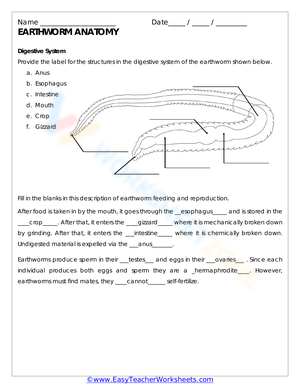 Earthworm Anatomy