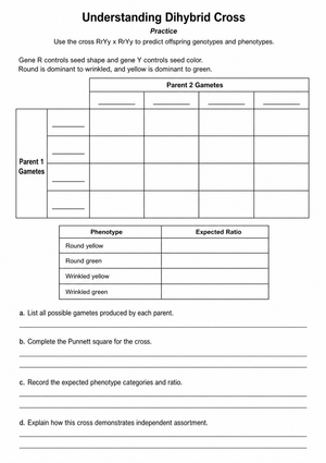 Essential Dihybrid Cross Worksheet | Grades 9-12 Biology
