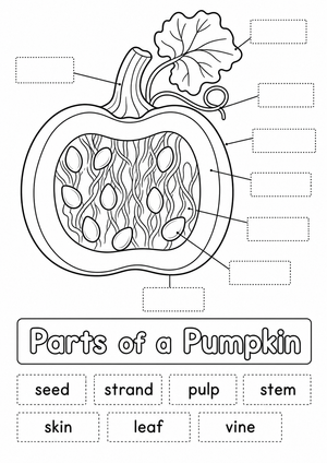 Grade 1 Pumpkin Anatomy — Printable No-Prep Worksheet