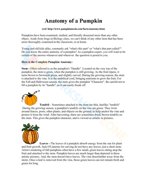 Updated Pumpkin Anatomy Study