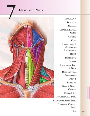 Identifying Neck Muscles