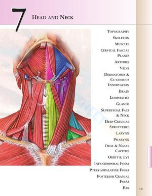 Identifying Neck Muscles