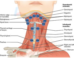 Studying Neck Muscle Anatomy