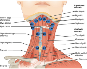 Studying Neck Muscle Anatomy
