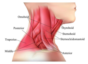 Exploring Muscles of the Neck