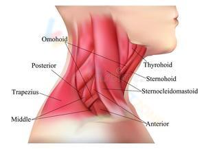 Exploring Muscles of the Neck
