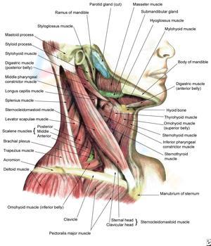 Neck Muscle Anatomy Worksheet