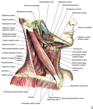 Neck Muscle Anatomy Worksheet