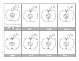 Apple Printable Worksheet | Grade K–5 ELA Ready