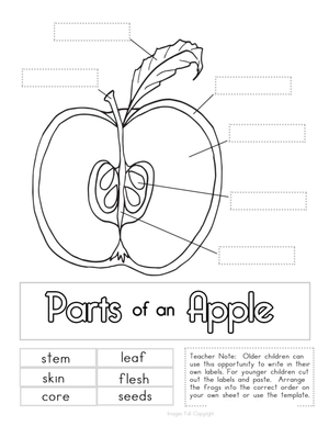 Labeling Parts of an Apple