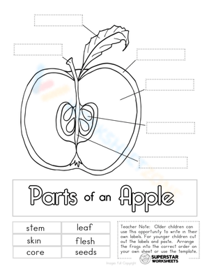 Labeling Parts of an Apple
