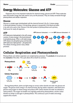 Grade 9 Cellular Respiration — Printable No-Prep Worksheet