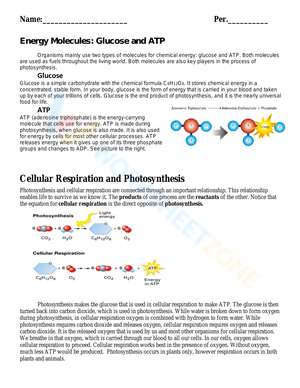 Cellular Respiration and Photosynthesis