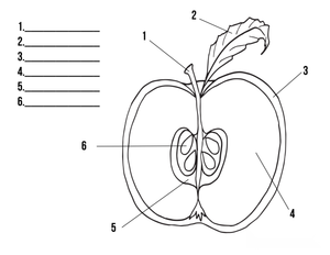 Identifying Apple Parts