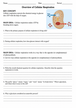Printable Cellular Respiration Worksheet | Grade 9 Biology