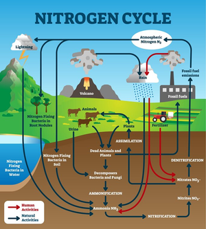 Understand the Cycle of Nitrogen