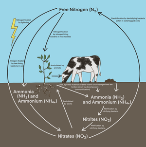 Nitrogen Cycle Worksheet for Students