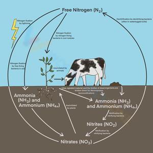 Nitrogen Cycle Worksheet for Students