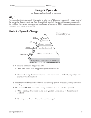Understand the Pyramid of Energy