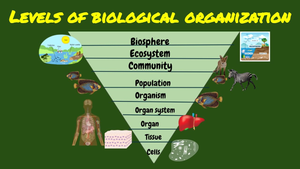 Levels of Biological Organization Worksheet 1