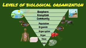 Levels of Biological Organization Worksheet 1