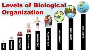 Levels of Biological Organization Worksheet 2