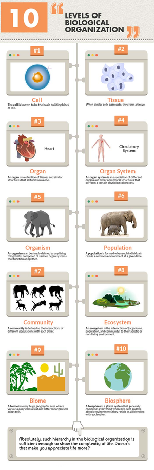 Levels of Biological Organization Worksheet 3