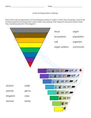 Levels of Biological Organization Worksheet 4