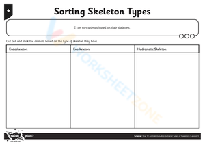 Sorting Skeleton Types Worksheet