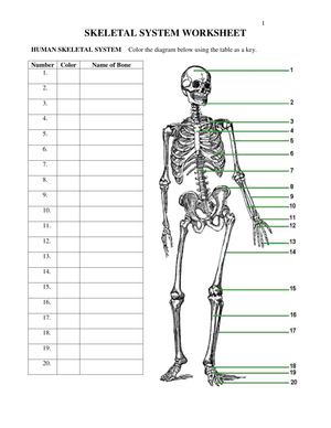 Skeletal System Anatomy Worksheet