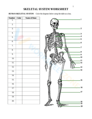 Skeletal System Anatomy Worksheet