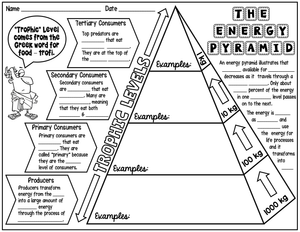 Exploring the Energy Pyramid Worksheet