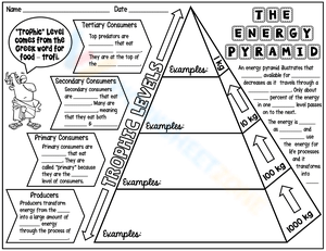 Exploring the Energy Pyramid Worksheet