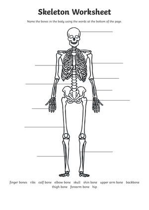 Anatomy: Explore the Human Skeleton Worksheet