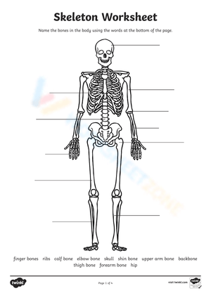 Free Printable Bones Worksheets for Students