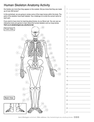 Explore Human Skeleton Anatomy Activity