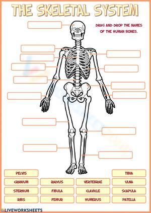 Comprehensive Skeleton System Worksheet