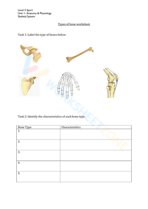 Anatomy: Exploring Types of Bone Worksheet