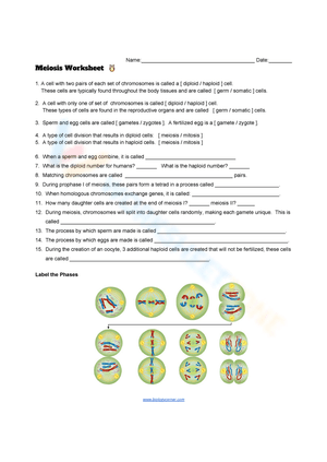 Biology: Meiosis Worksheet for Advanced Study