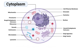 Cytology: Cytoplasm Cell Worksheet for Students