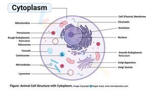 Cytology: Cytoplasm Cell Worksheet for Students