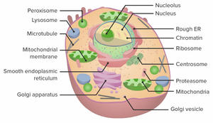Cell Anatomy Worksheet: Comprehensive Cell Study
