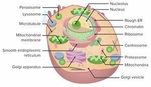 Cell Anatomy Worksheet: Comprehensive Cell Study