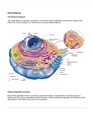 Detailed Cell Anatomy Worksheet: A Biology Guide