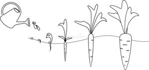 Biology: Coloring Carrot Life Cycle Worksheet