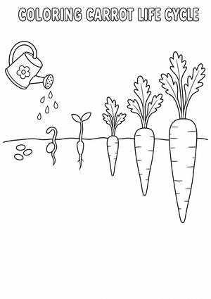 Carrot Life Cycle Worksheet | Grade 2-5 Essential