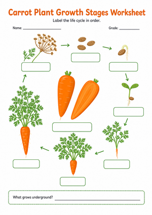 Printable Carrot Life Cycle Worksheet | Grade 3