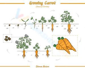 Explore the Growing Carrot Worksheet
